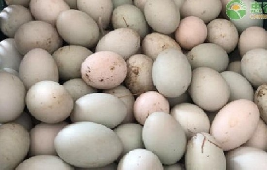 海鸭蛋产地十大排行