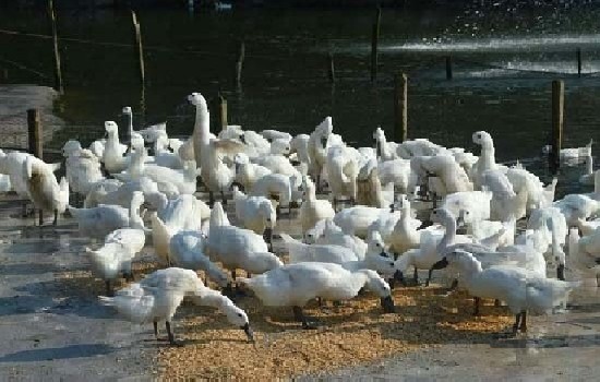 哪种鸭品种肉质好吃？