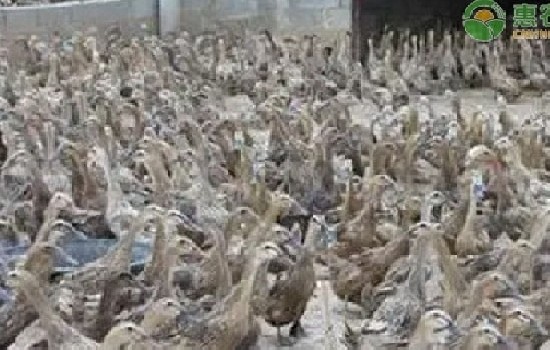 鸭价格今日价全国