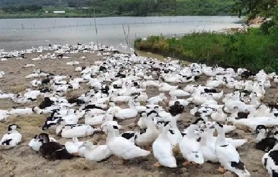 m18鸭苗是什么品种？