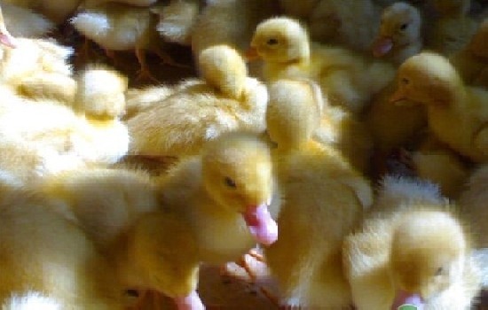 附近有鸭苗出售吗？