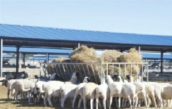 肉质好的羊品种