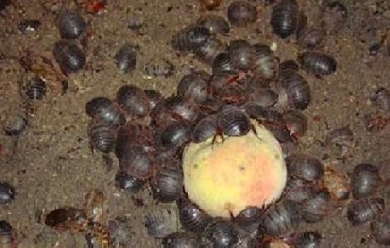 土元养殖前景怎么样？