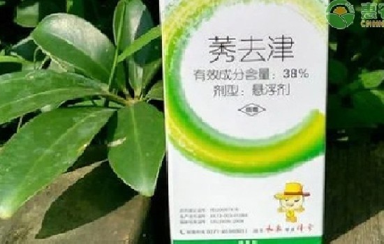 莠去津主要杀什么草？