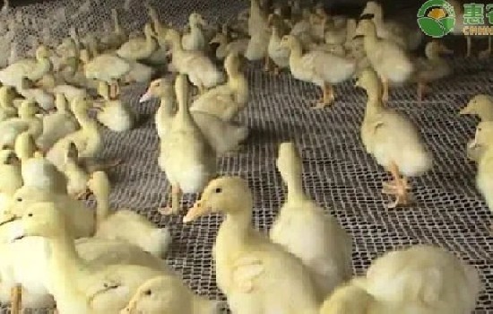 鸭子出栏需要多久？