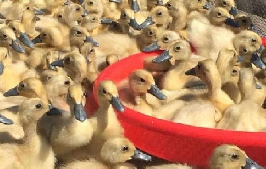 鸭苗多少钱一只？