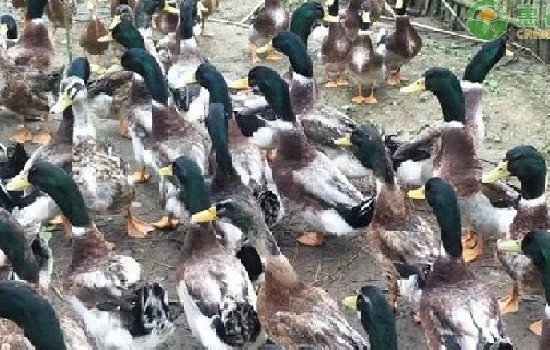 鸭的品种有哪些？